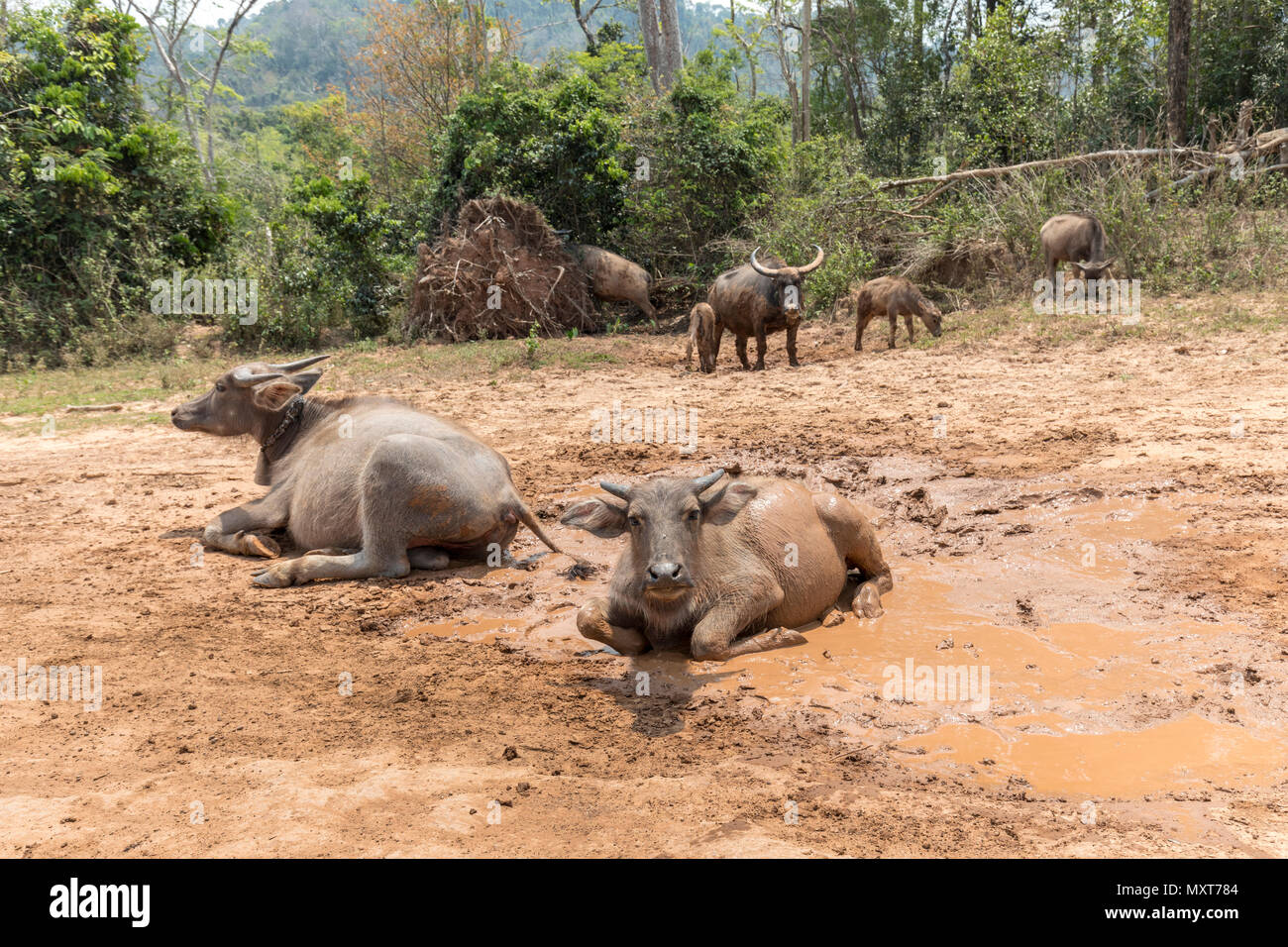 Le bétail se vautrer dans la boue en route, Boulapha, Laos Banque D'Images