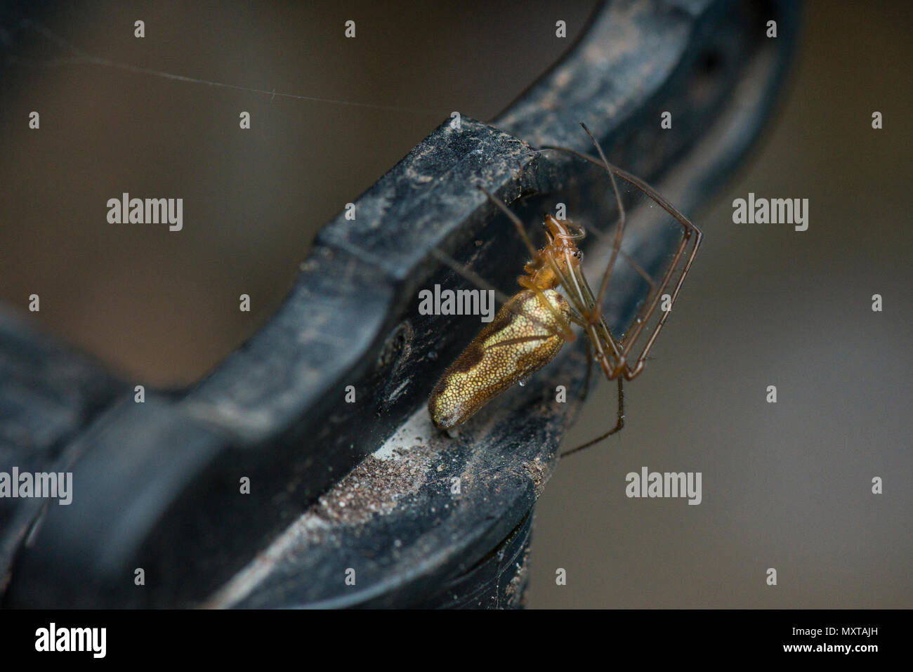 Avec une médaille d'argent (Tetragnatha montana) Banque D'Images