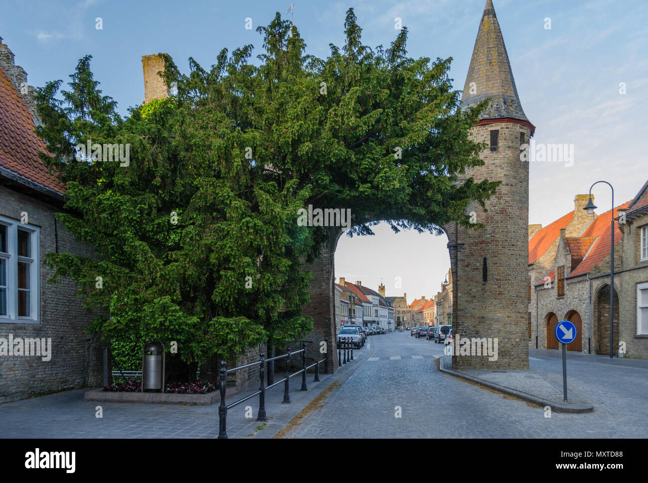 Une ancienne Taxus baccata ou if européen se trouve à côté de l'entrée ouest de la ville médiévale de Lo. L'arbre est un monument national de Belgique Banque D'Images