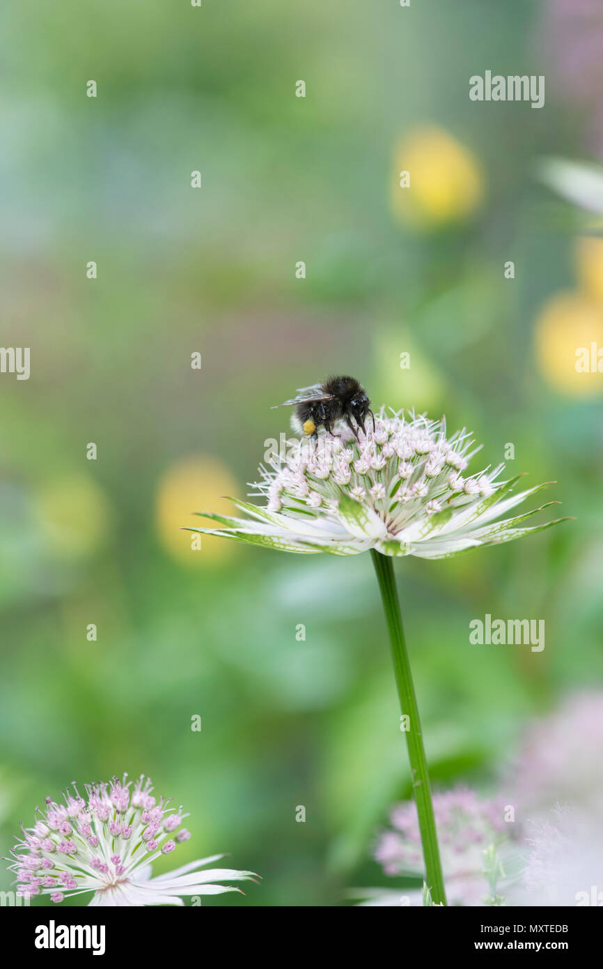 Bourdon sur un Astrantia Buckland fleur sur fond vert dans un jardin anglais Banque D'Images