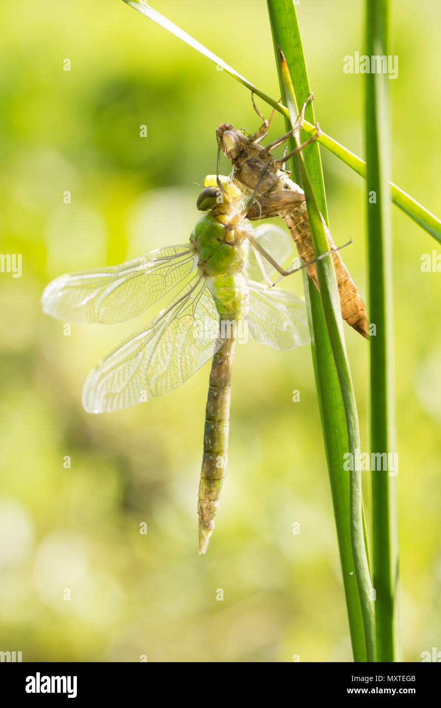 La métamorphose de la libellule Anax Empereur, imperator, sortir de larve, Sussex, UK, mai, Banque D'Images