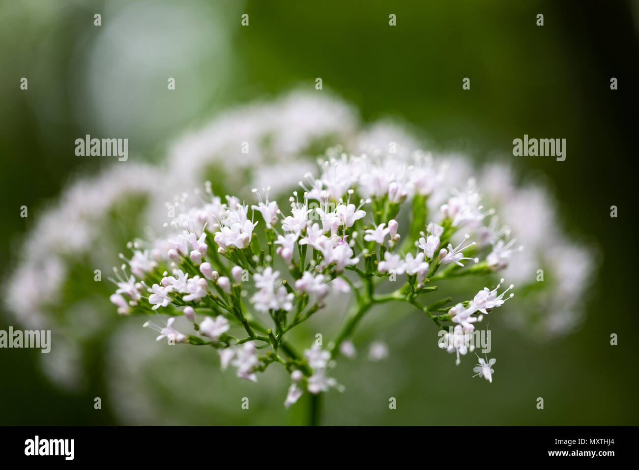 Close up of cow parsley (Anthriscus sylvestris) montrant la tête en fleur fleurs blanc Banque D'Images