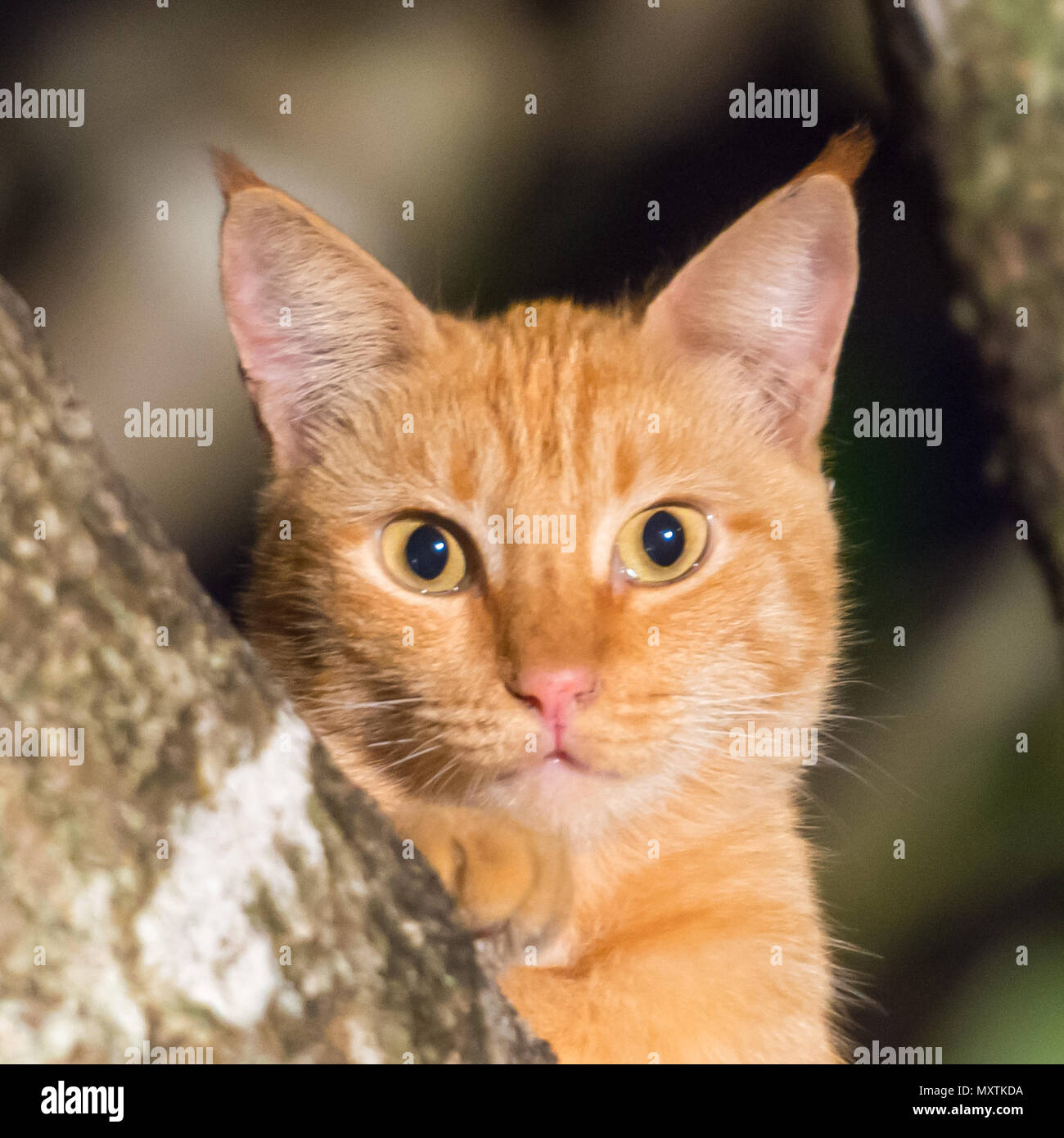 Avec le cat Banque D'Images