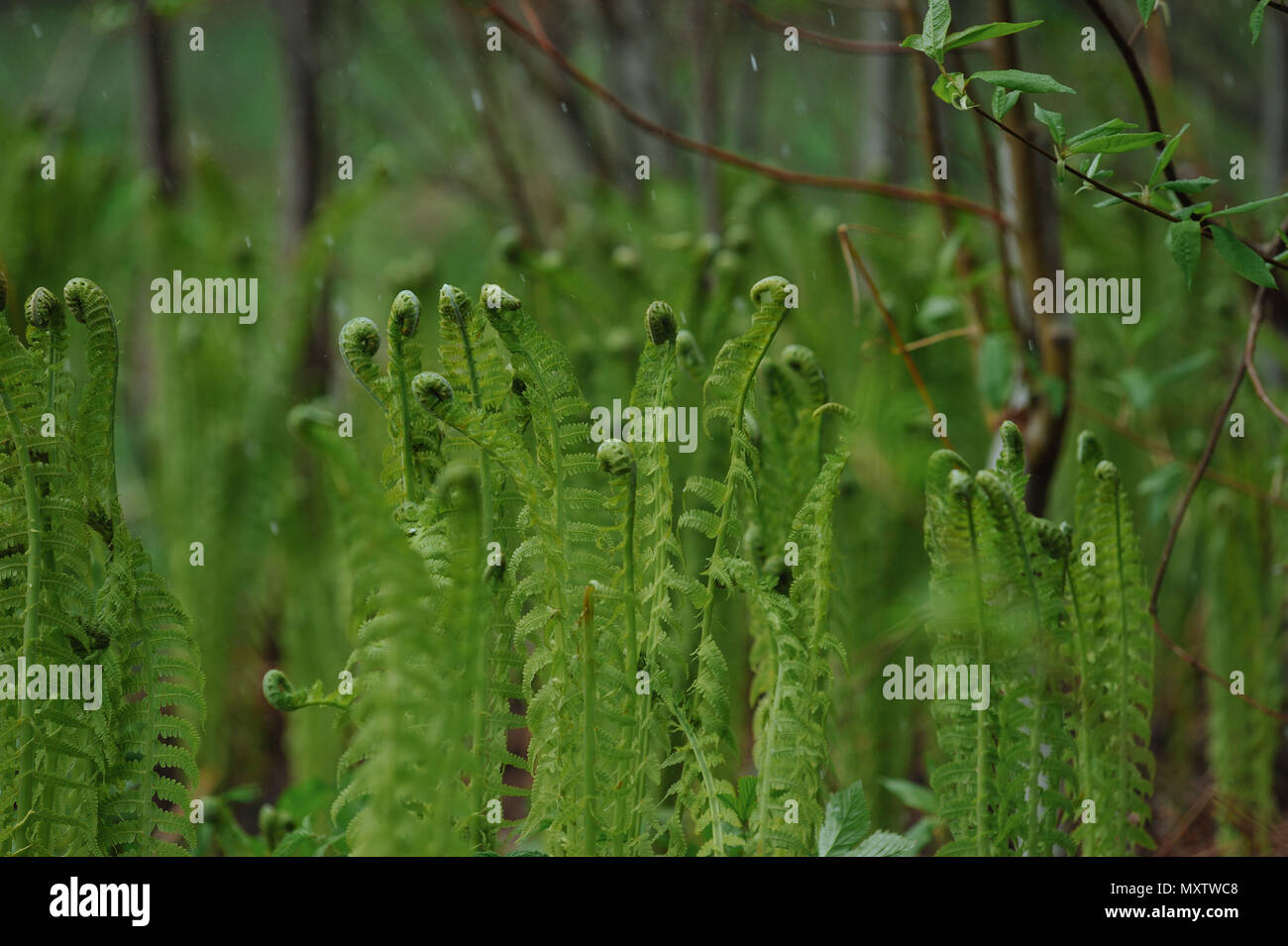 Les jeunes pousses de fougère sur la neige peut jour. Banque D'Images