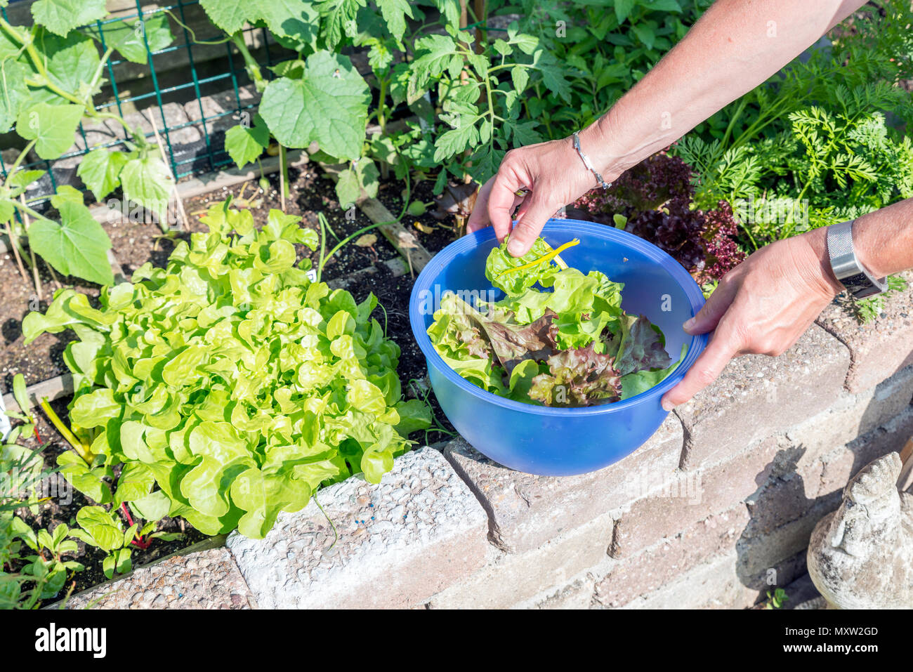 Cueillette à la main femail du jardin des aliments comme la laitue et chard pour la soirée salad Banque D'Images