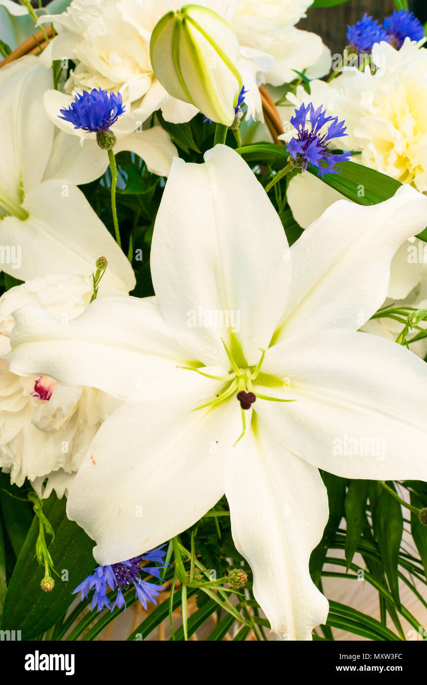Bouquet de lys blanc et bleu bleuet. Fleur d'été. Fleurs fête Photo Stock -  Alamy