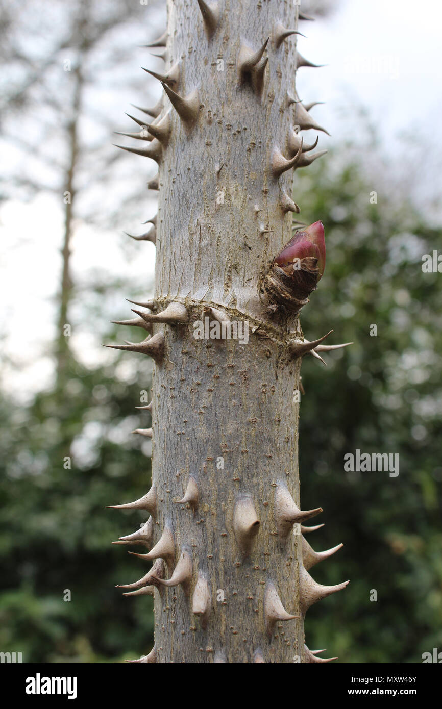 La tige de l'hérissés Kalopanax pictus, également connu sous le nom de Castor Aralia. Banque D'Images