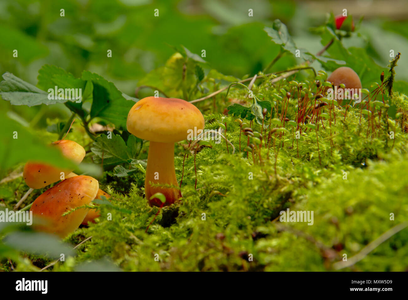 Close up side view de minuscules champignons et de la mousse sur le sol forestier, selective focus Banque D'Images