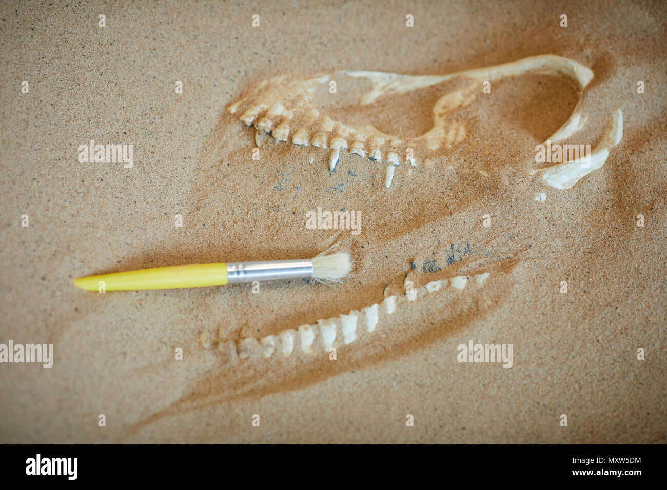 Enfant jouant à être une l'archéologie, l'archéologie ou la découverte d'ossements de dinosaures dans un bac à sable Banque D'Images