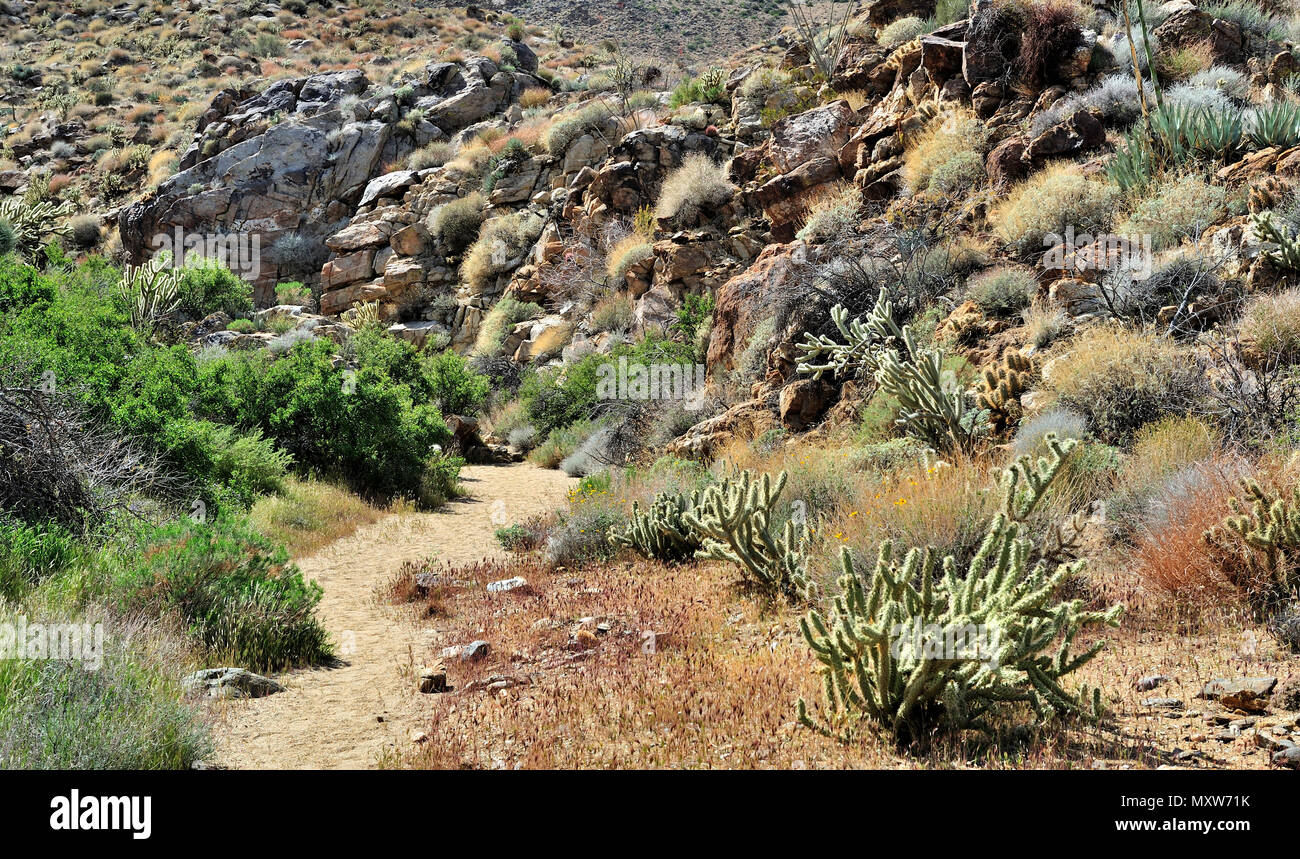 Parties humides et secs de Cool Canyon, Anza-Borrego Desert State Park, CA, USA 30245 120328 Banque D'Images