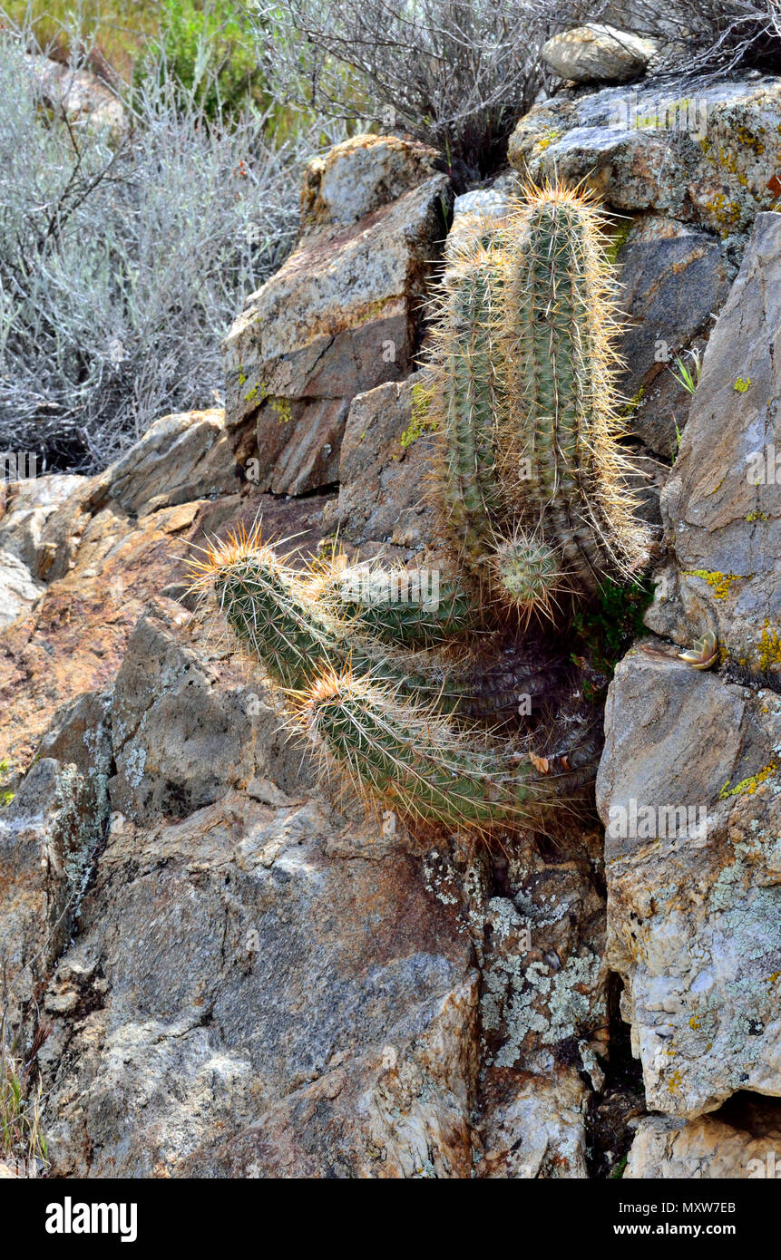 Cool Canyon, Anza-Borrego Desert State Park, CA, USA 70757 120328 Banque D'Images