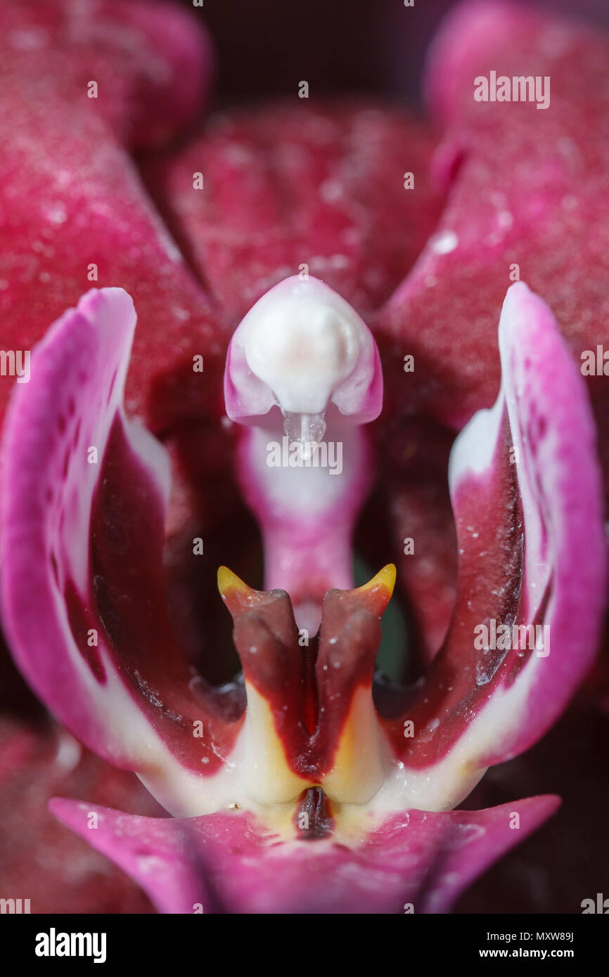 Macro image d'une orchidée rose, Phaelenopsis, à l'intérieur de l'arboretum à Manito Park à Spokane, Washington. Banque D'Images