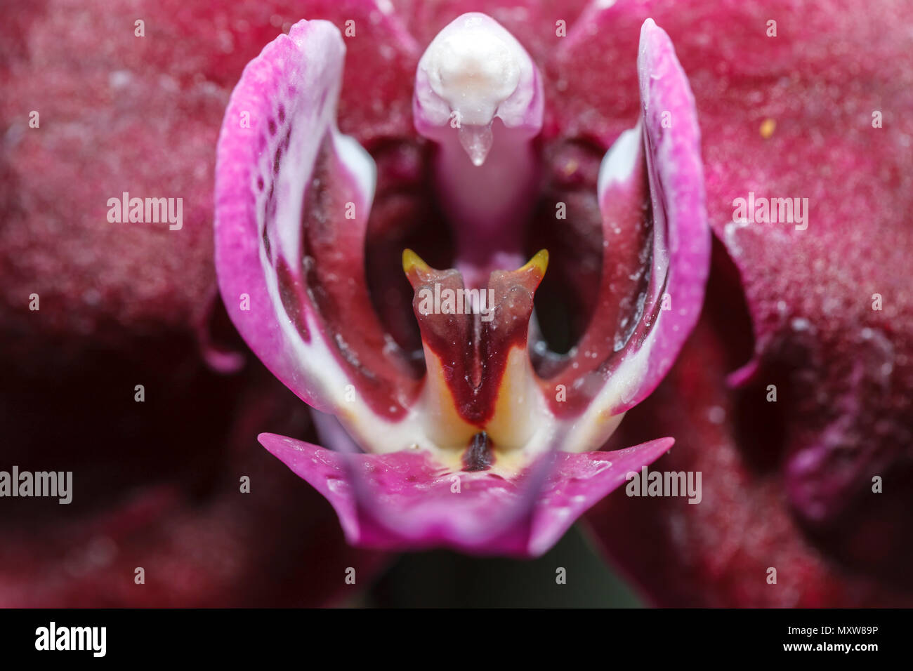 Macro d'orchidée, Phaelenopsis à l'intérieur de l'arboretum à Manito Park à Spokane, Washington. Banque D'Images