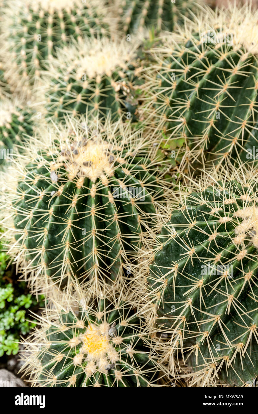 Close up of cactus globulaires de clustering, Sulcorebutia, au parc Manito à Spokane, Washington. Banque D'Images
