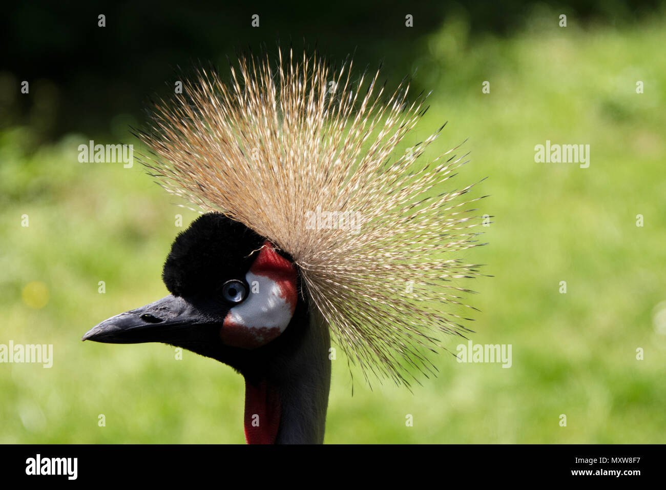 La grue couronnée grise (Balearica regulorum) est un oiseau de la famille de la grue, Gruidae. Oiseau national de l'Ouganda Banque D'Images