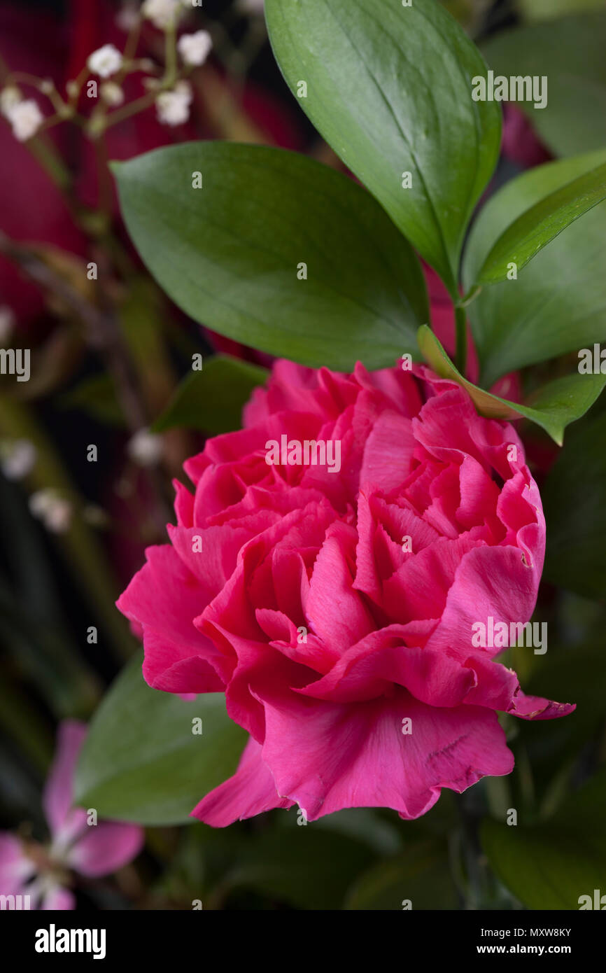 Oeillet rose de macro dans un bouquet. Banque D'Images