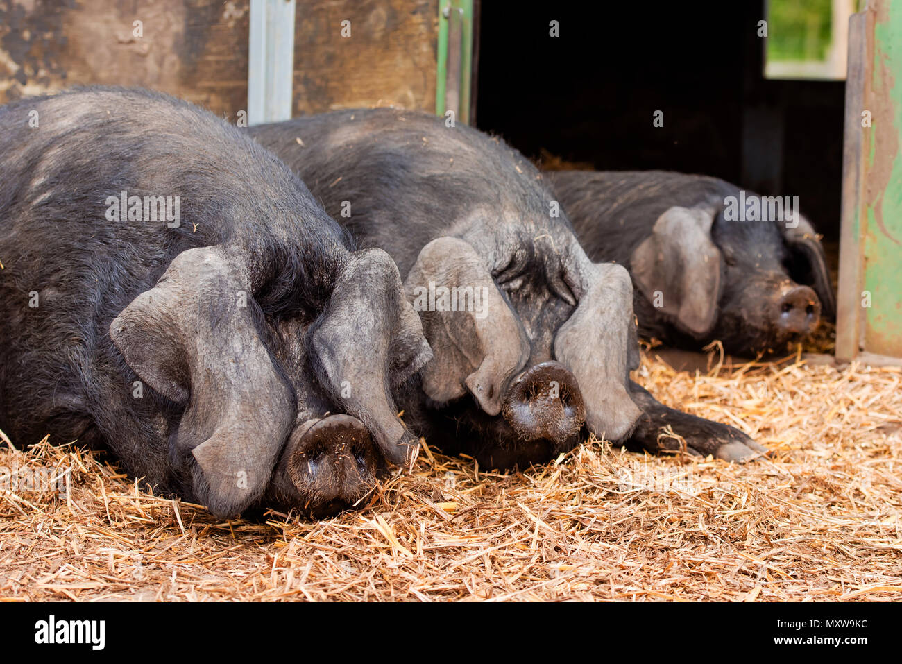 Pot belly ombrage les porcs eux-mêmes du soleil Banque D'Images