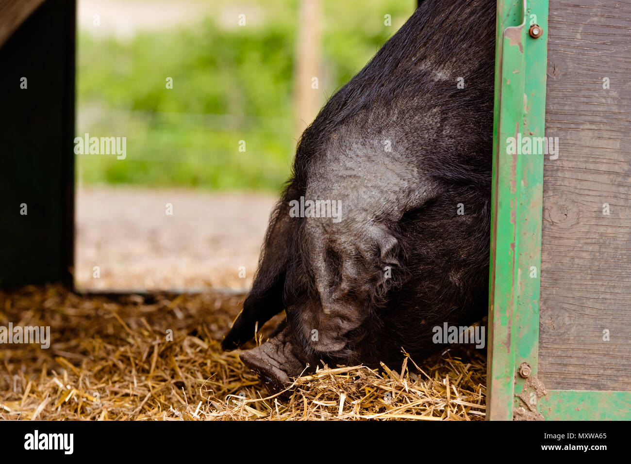 Pot belly ombrage les porcs eux-mêmes du soleil Banque D'Images