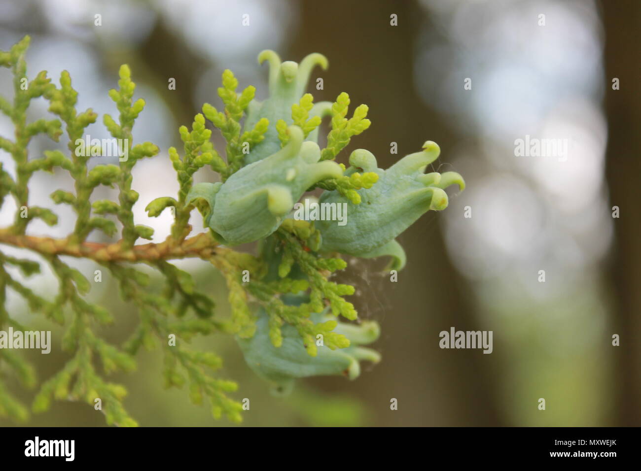White cedar tree fruit sur le bout de la branche. Banque D'Images