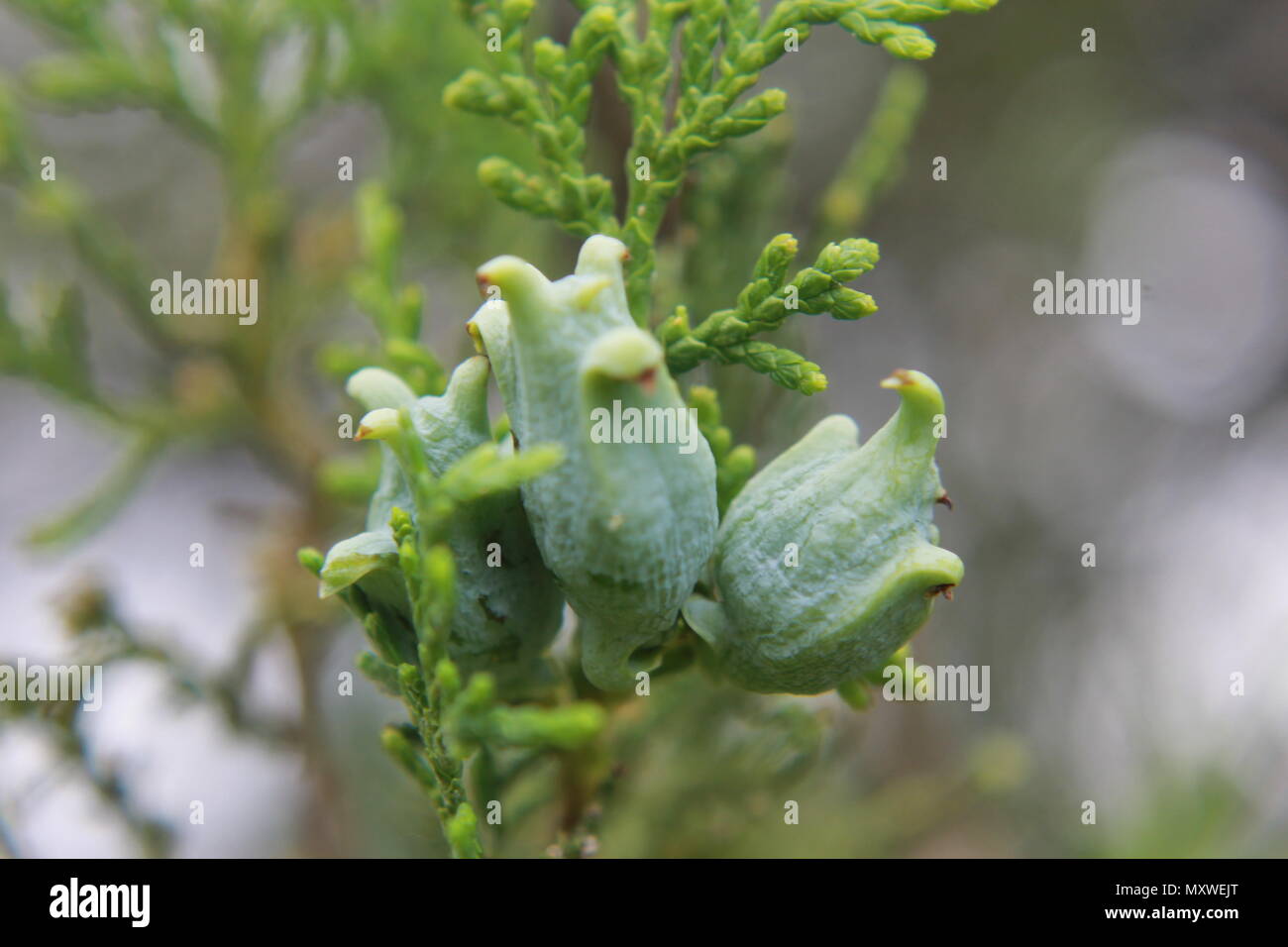 Un cluster de cèdre blanc tree fruit. Banque D'Images