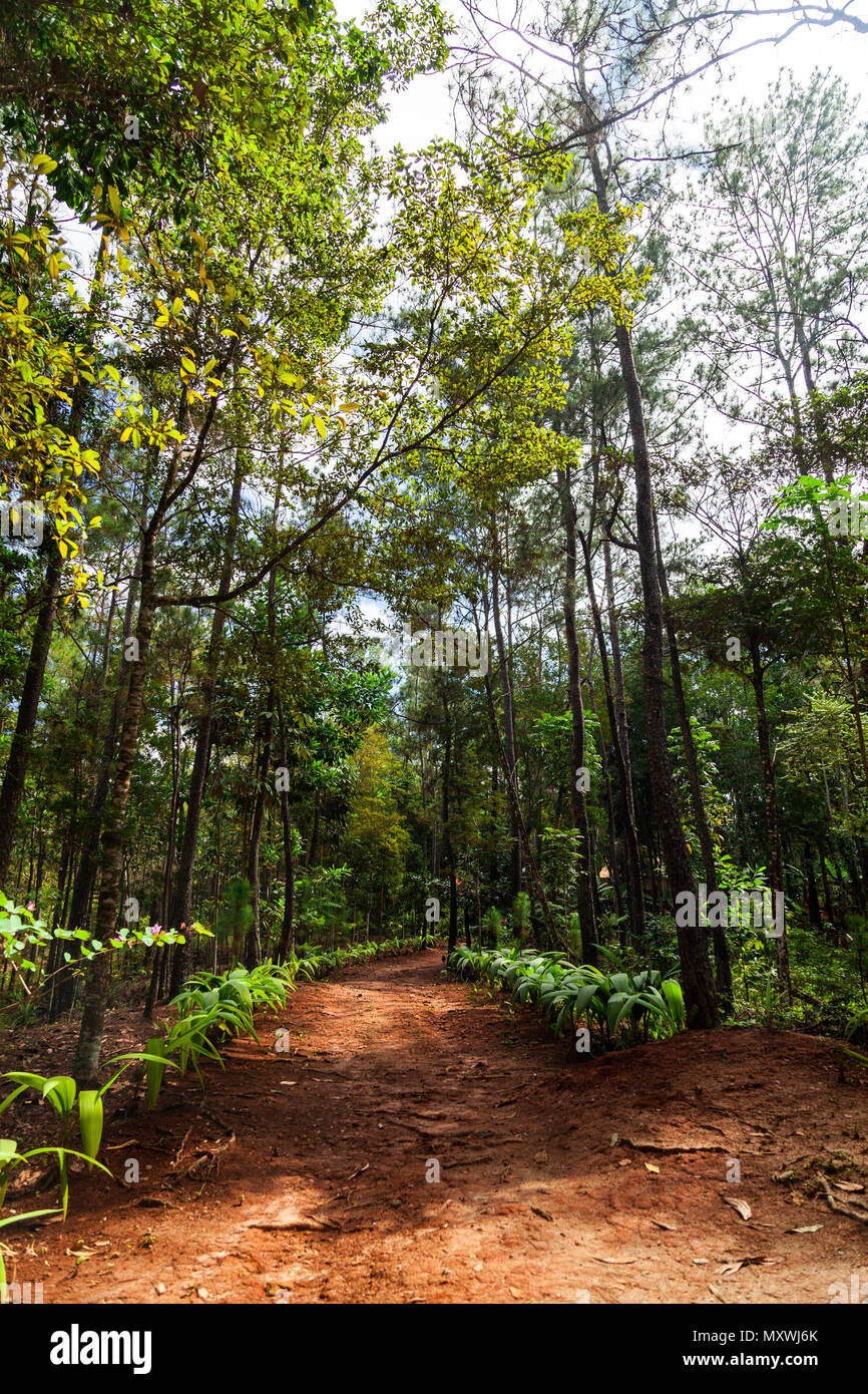 Red Road dans une forêt de pins Banque D'Images
