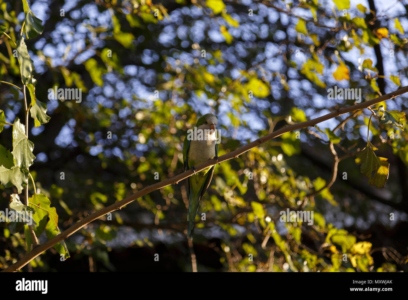 Belle Parrot Myiopsitta monachus debout sur un arbre sur une journée froide à Buenos Aires Banque D'Images