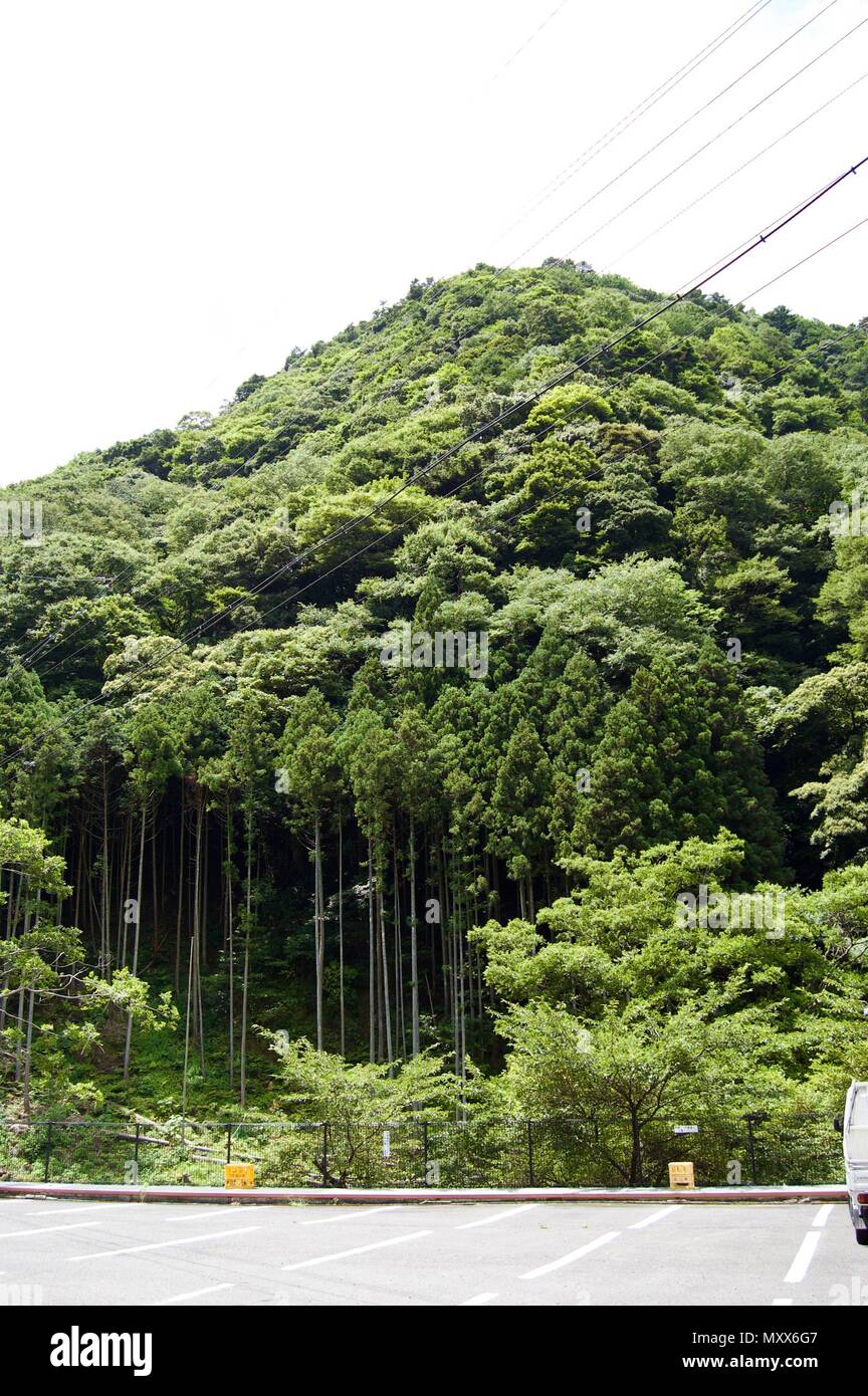 Parking près de l'akame 48 chutes d'eau : sentiers mystérieux, arbres géants, végétation luxuriante, cascades et d'énormes amphibiens dans la campagne japonaise Banque D'Images
