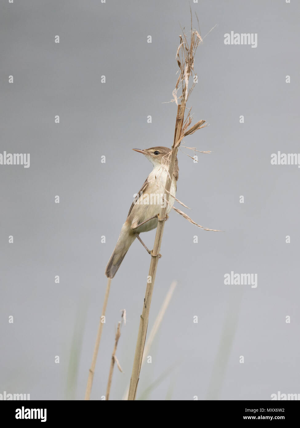 Rousserolle Effarvatte Acrocephalus scirpaceus,, sur un roseau, frontière galloise, 2018 Banque D'Images