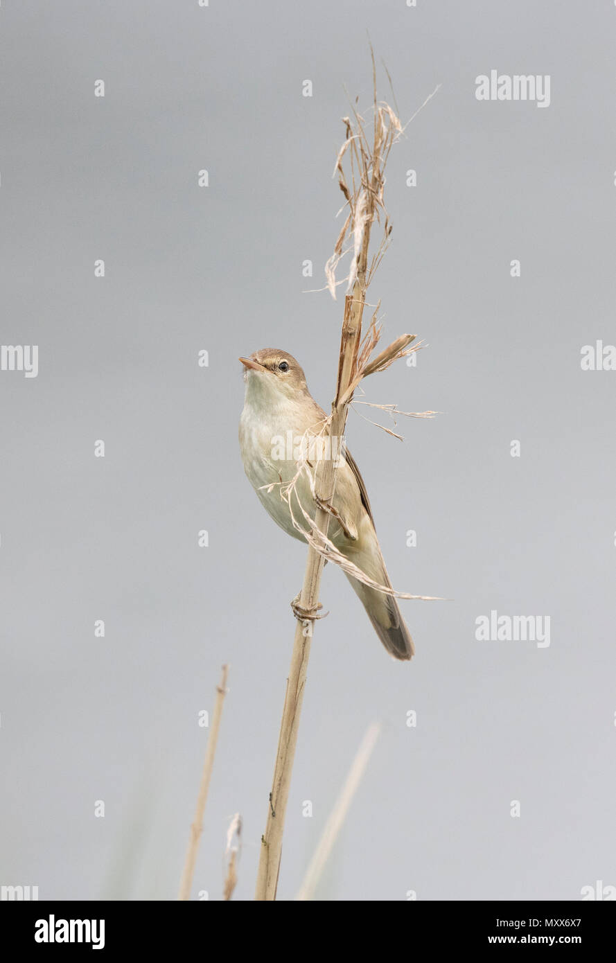 Rousserolle Effarvatte Acrocephalus scirpaceus,, sur un roseau, frontière galloise, 2018 Banque D'Images