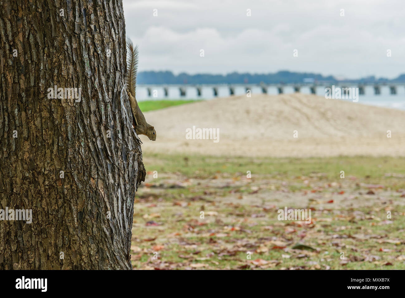 Squirrel en arbre dans le parc de la côte est, à Singapour Banque D'Images