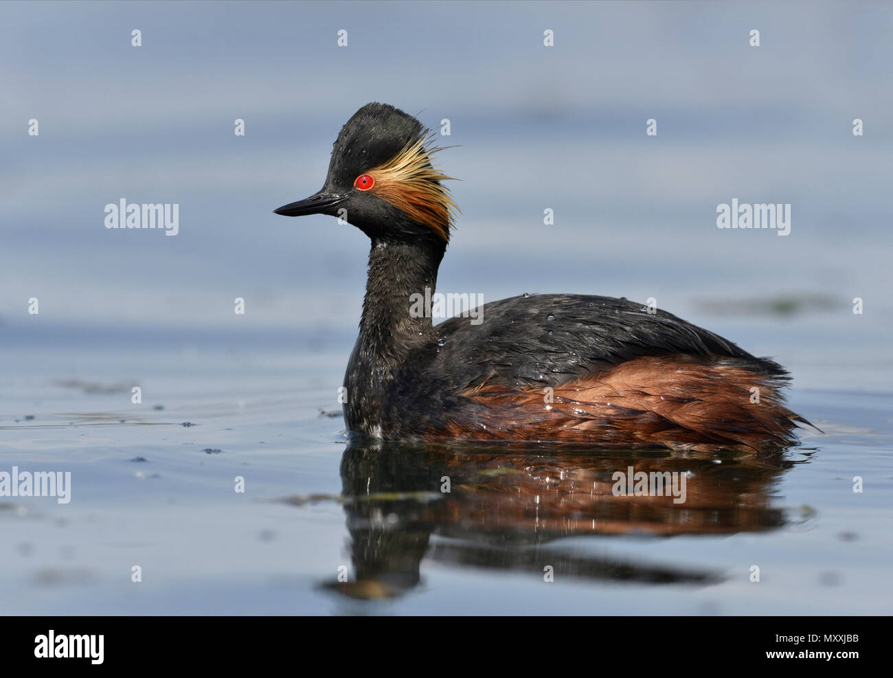 Grèbe à cou noir - Podiceps nigricollis Banque D'Images