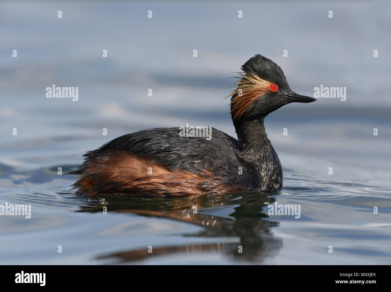 Grèbe à cou noir - Podiceps nigricollis Banque D'Images