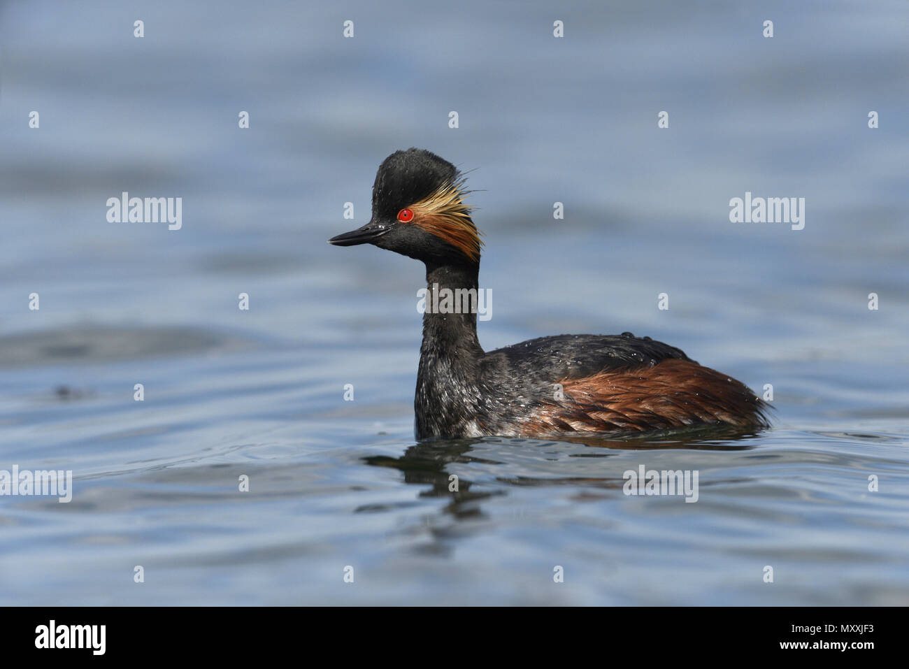 Grèbe à cou noir - Podiceps nigricollis Banque D'Images
