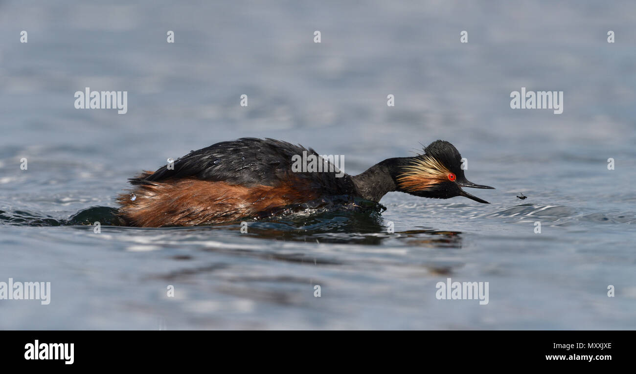Grèbe à cou noir - Podiceps nigricollis Banque D'Images
