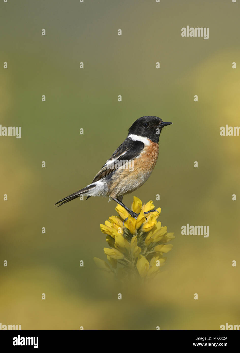 - Saxicola torquata Stonechat Banque D'Images