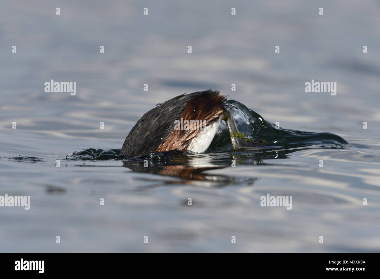 Grèbe à cou noir - Podiceps nigricollis Banque D'Images