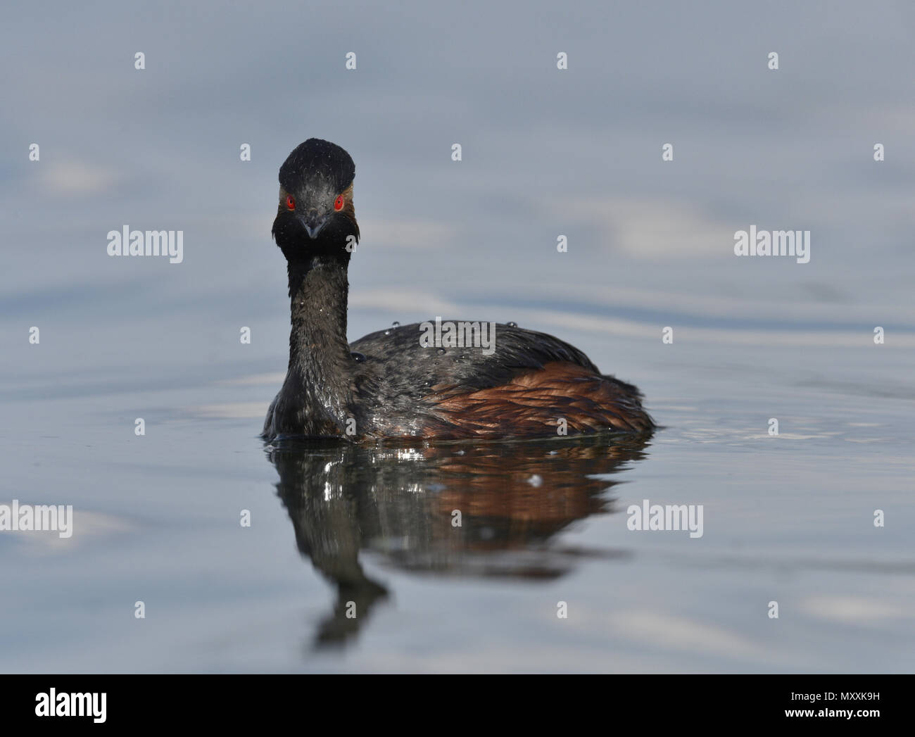 Grèbe à cou noir - Podiceps nigricollis Banque D'Images