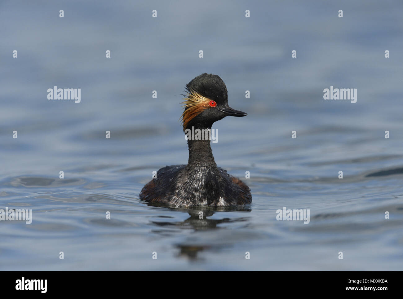 Grèbe à cou noir - Podiceps nigricollis Banque D'Images