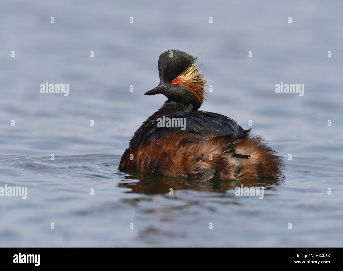Grèbe à cou noir - Podiceps nigricollis Banque D'Images