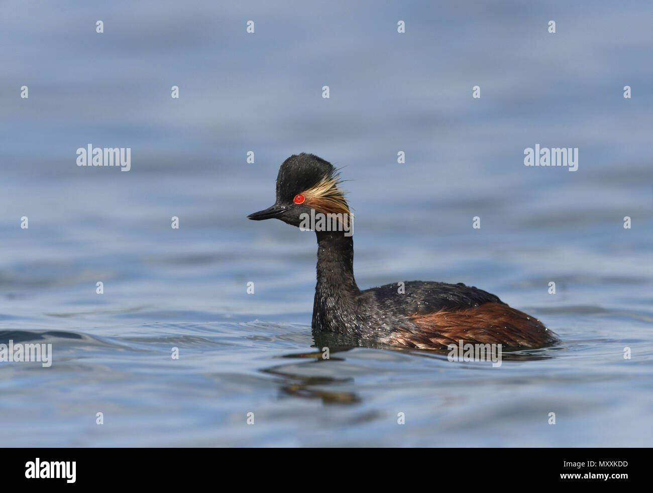 Grèbe à cou noir - Podiceps nigricollis Banque D'Images