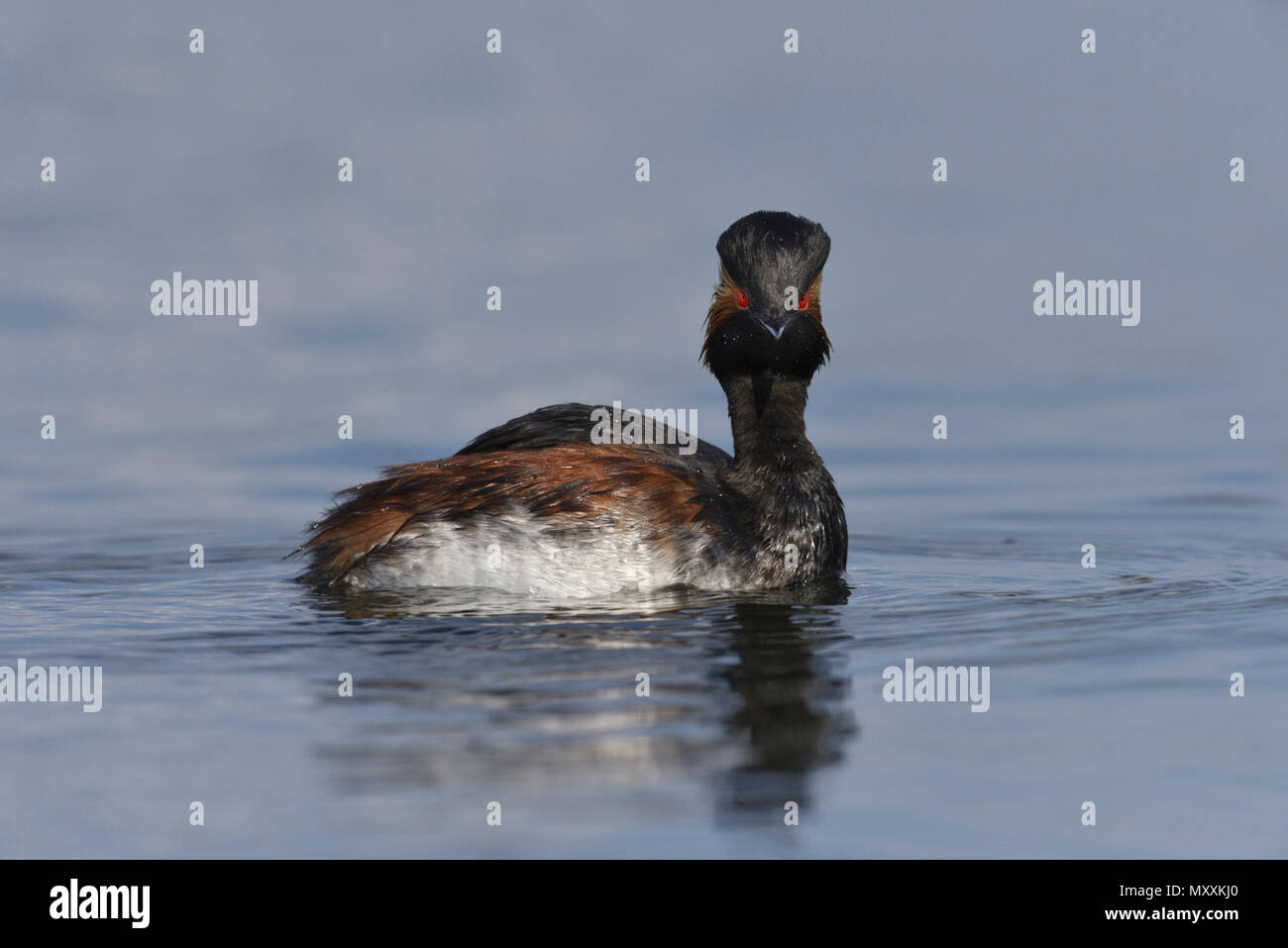 Grèbe à cou noir - Podiceps nigricollis Banque D'Images