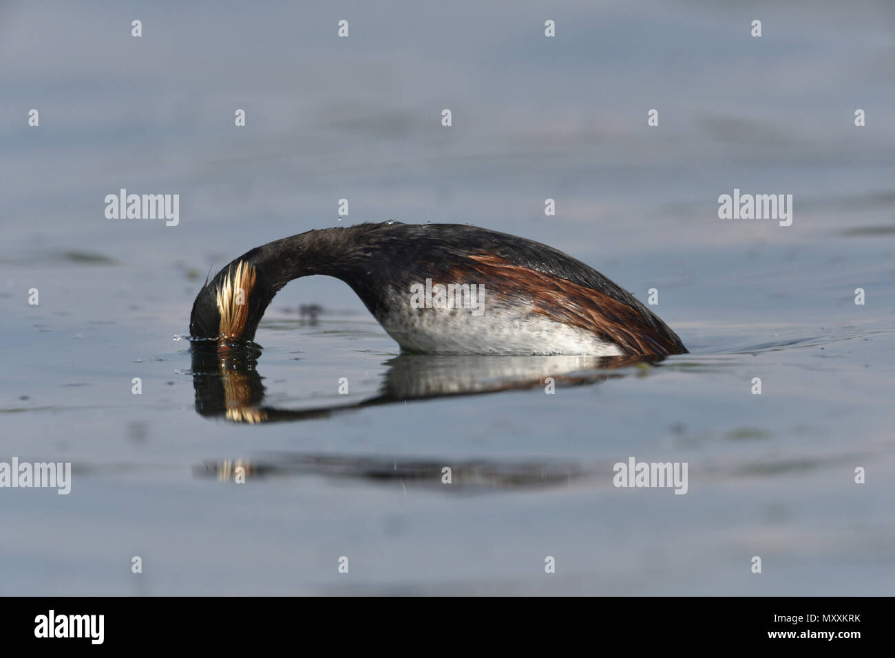 Grèbe à cou noir - Podiceps nigricollis Banque D'Images
