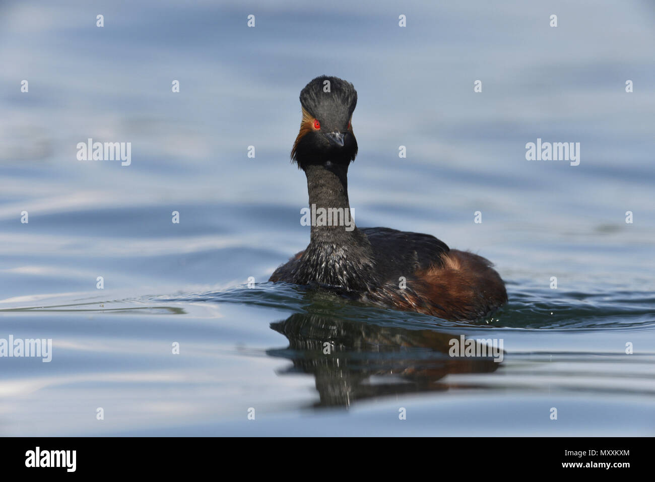 Grèbe à cou noir - Podiceps nigricollis Banque D'Images
