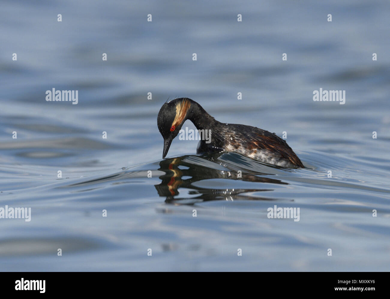 Grèbe à cou noir - Podiceps nigricollis Banque D'Images