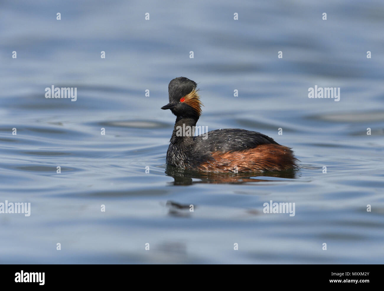 Grèbe à cou noir - Podiceps nigricollis Banque D'Images