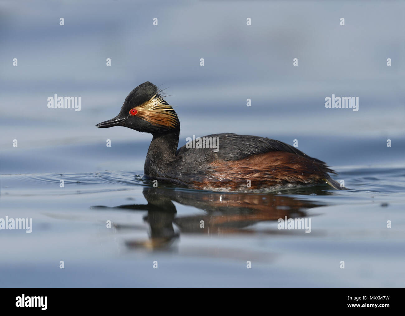 Grèbe à cou noir - Podiceps nigricollis Banque D'Images