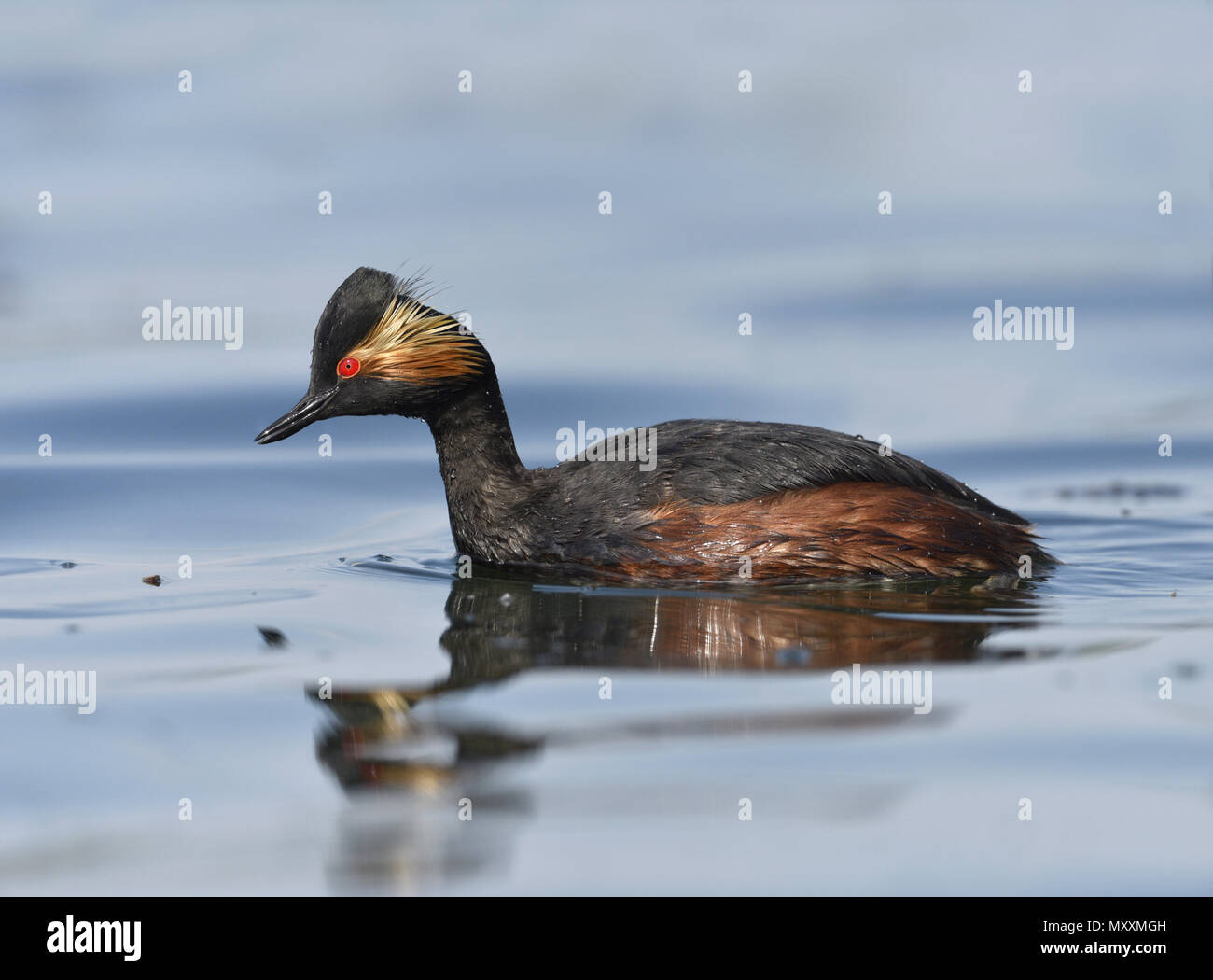 Grèbe à cou noir - Podiceps nigricollis Banque D'Images