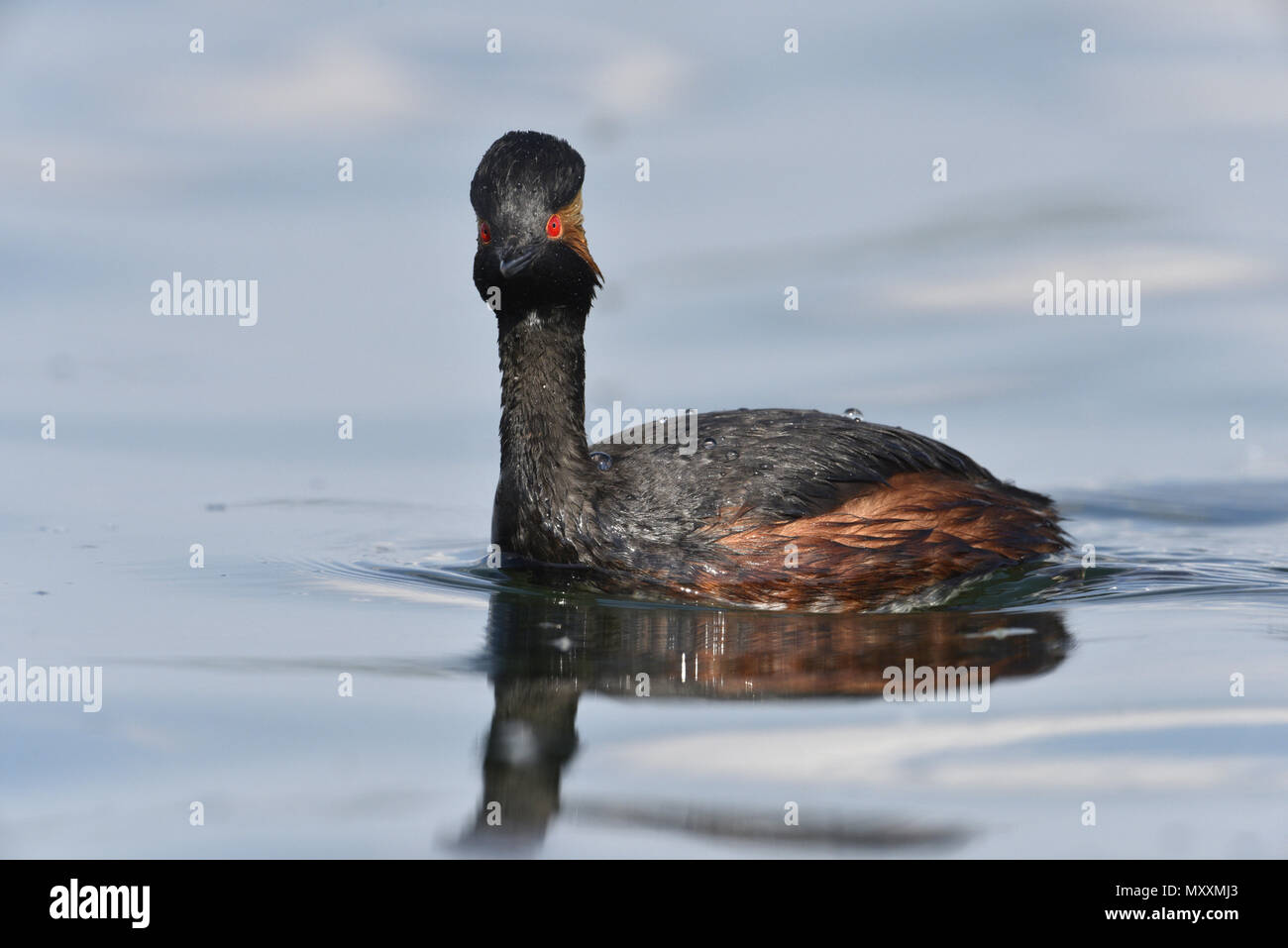 Grèbe à cou noir - Podiceps nigricollis Banque D'Images