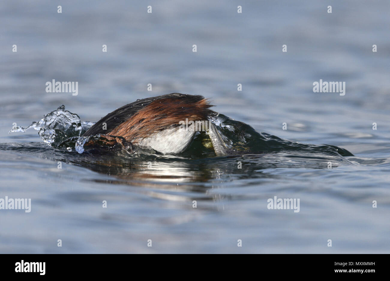 Grèbe à cou noir - Podiceps nigricollis Banque D'Images