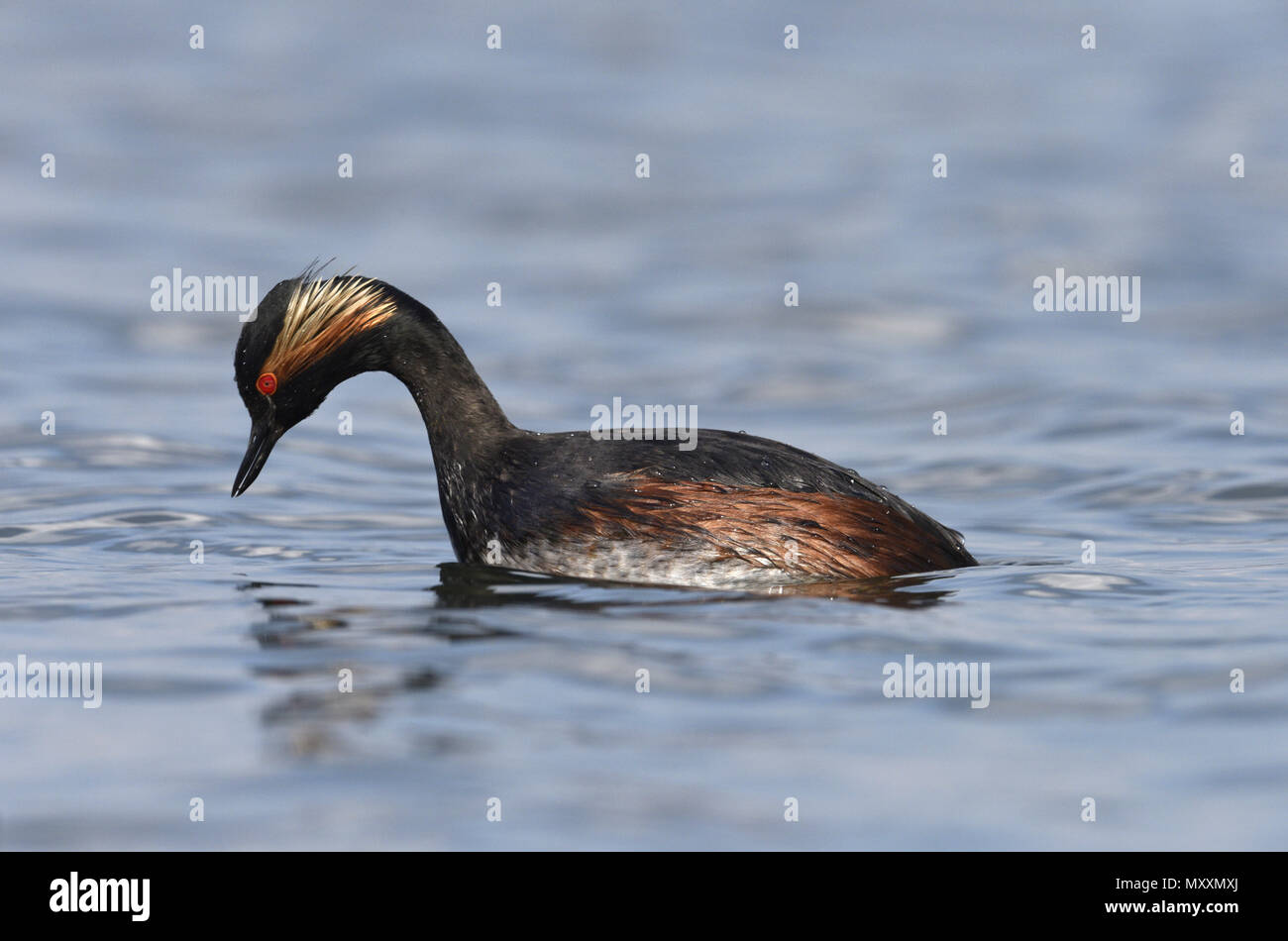 Grèbe à cou noir - Podiceps nigricollis Banque D'Images